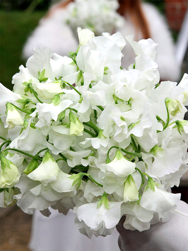 Tall Sweet Pea, White