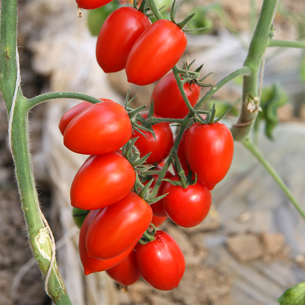 Easy-to-Grow Elegance: 5 Bags (200 Seeds / Bag) of 'Red Saint' Cherry Tomatoes