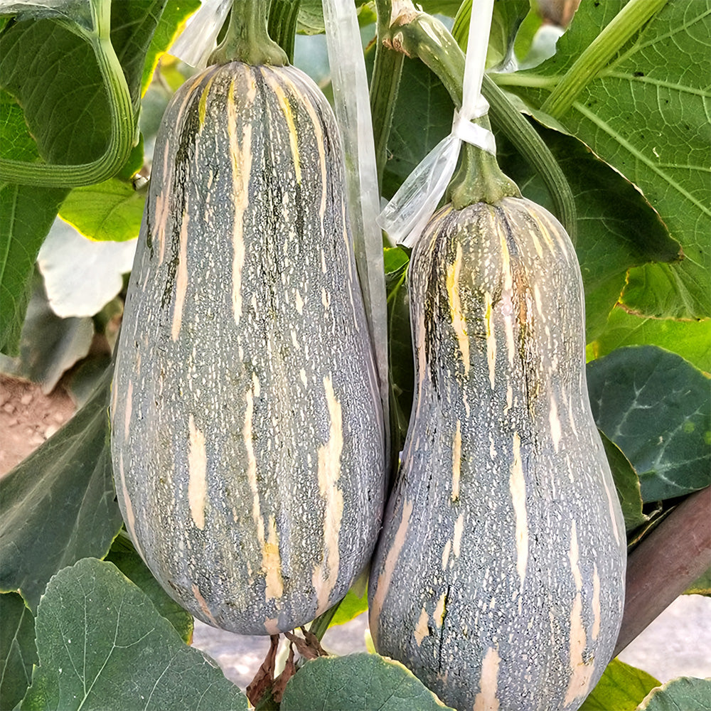 5 Bags (50 Seeds / Bag) of Chinese Miben Pumpkin Seeds