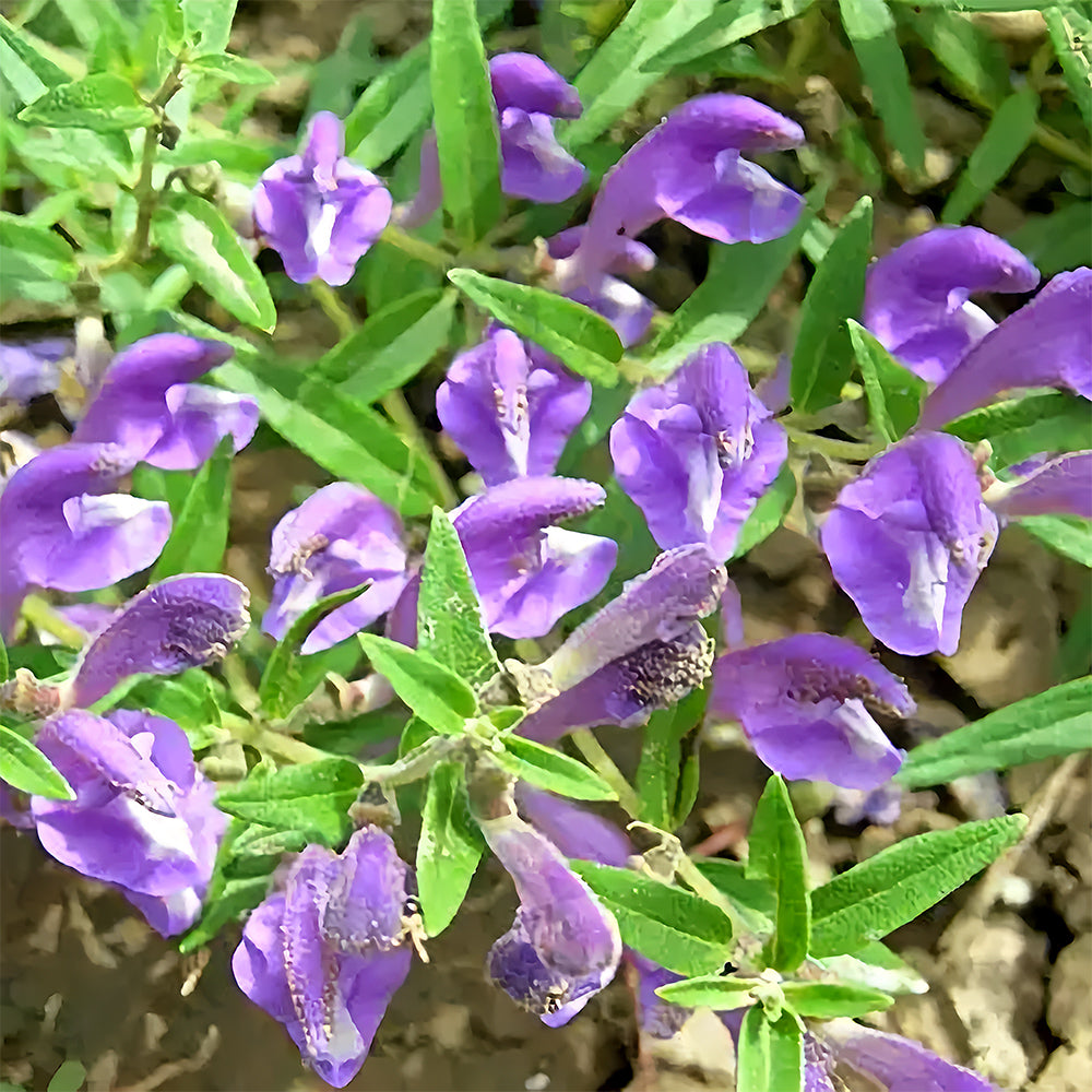 Bellfarm® Chinese Skullcap Seeds
