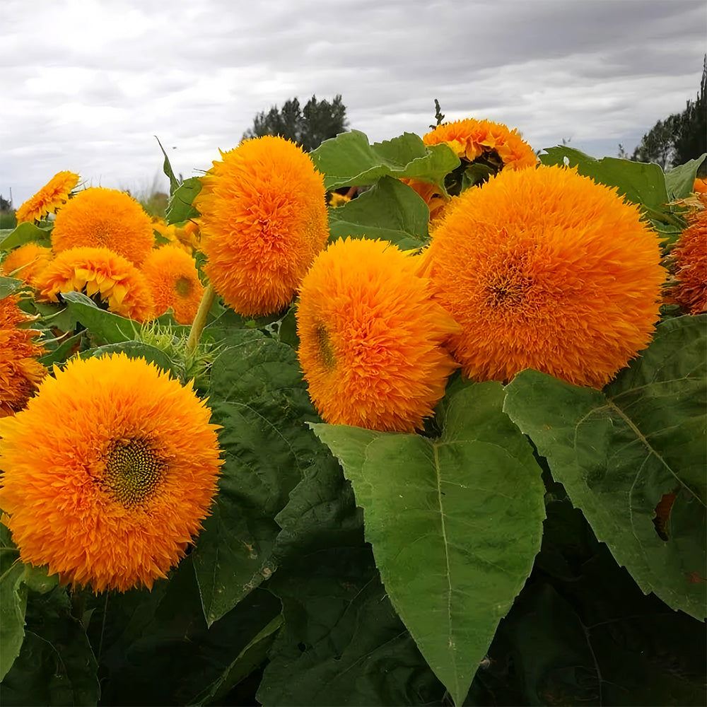 'Teddy Bear' Dwarf Sunflower Seeds (30cm)
