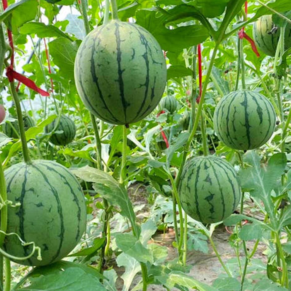 5 Bags (50 Seeds / Pack) of 'Apis Forea' Series Bonsai Watermelon Seeds