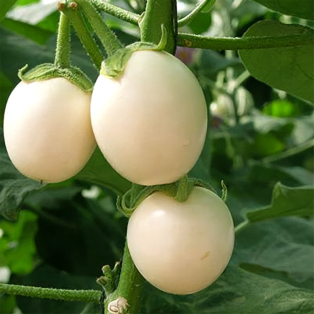 5 Bags (100 Seeds/Bag) of 'White Baby' Round Eggplant Seeds