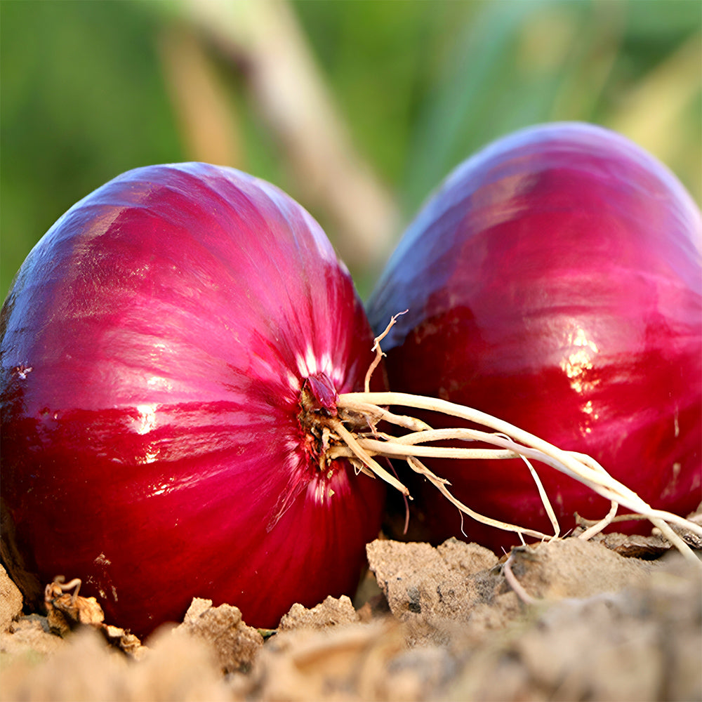 5 Bags (500 Seeds/Bag) of Exquisite Red Onion Seeds