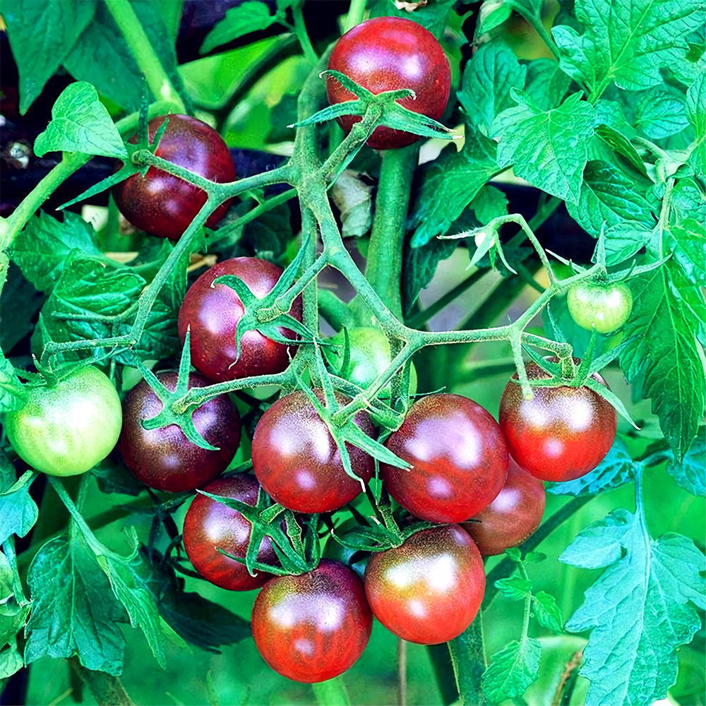 Sweets from Your Garden: 5 Bags (100 Seeds / Bag) of 'Purple Pearl' Cherry Tomatoes