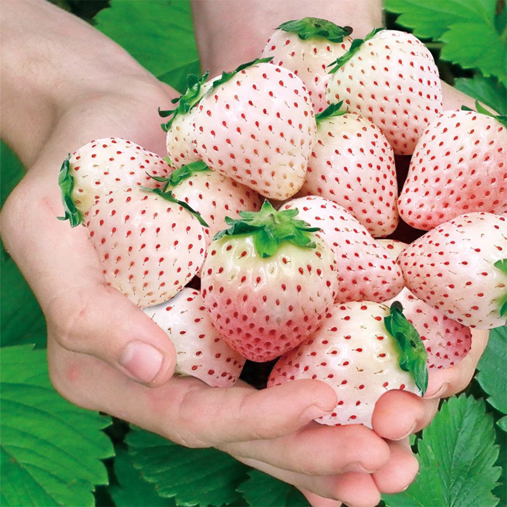 5 Bags of 'Littile White' Series Small White Strawberry