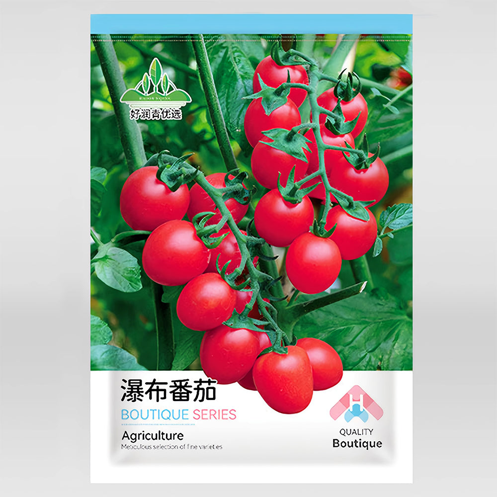 Cascade Beauty: 5 Bags (100 Seeds / Bag) of 'Waterfall' Tomatoes
