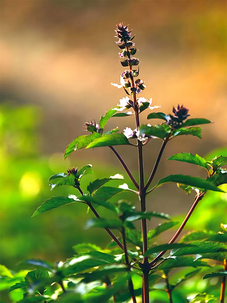 Clove Basil