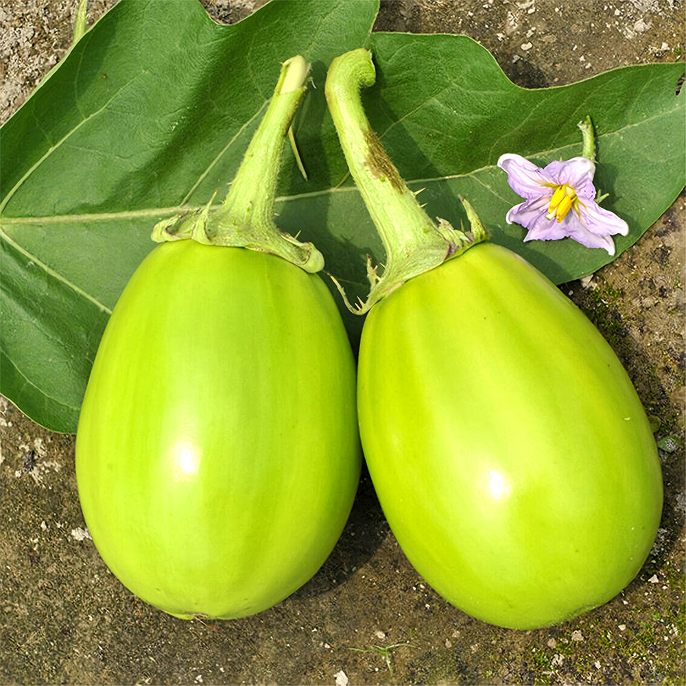 5 Bags (300 Seeds/Bag) of 'Xi'an Green Can' Eggplant Seeds