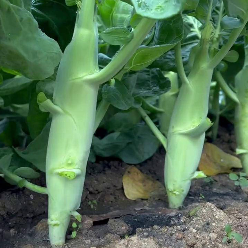 Jingyan® Huge Stem Gai Lan Seeds