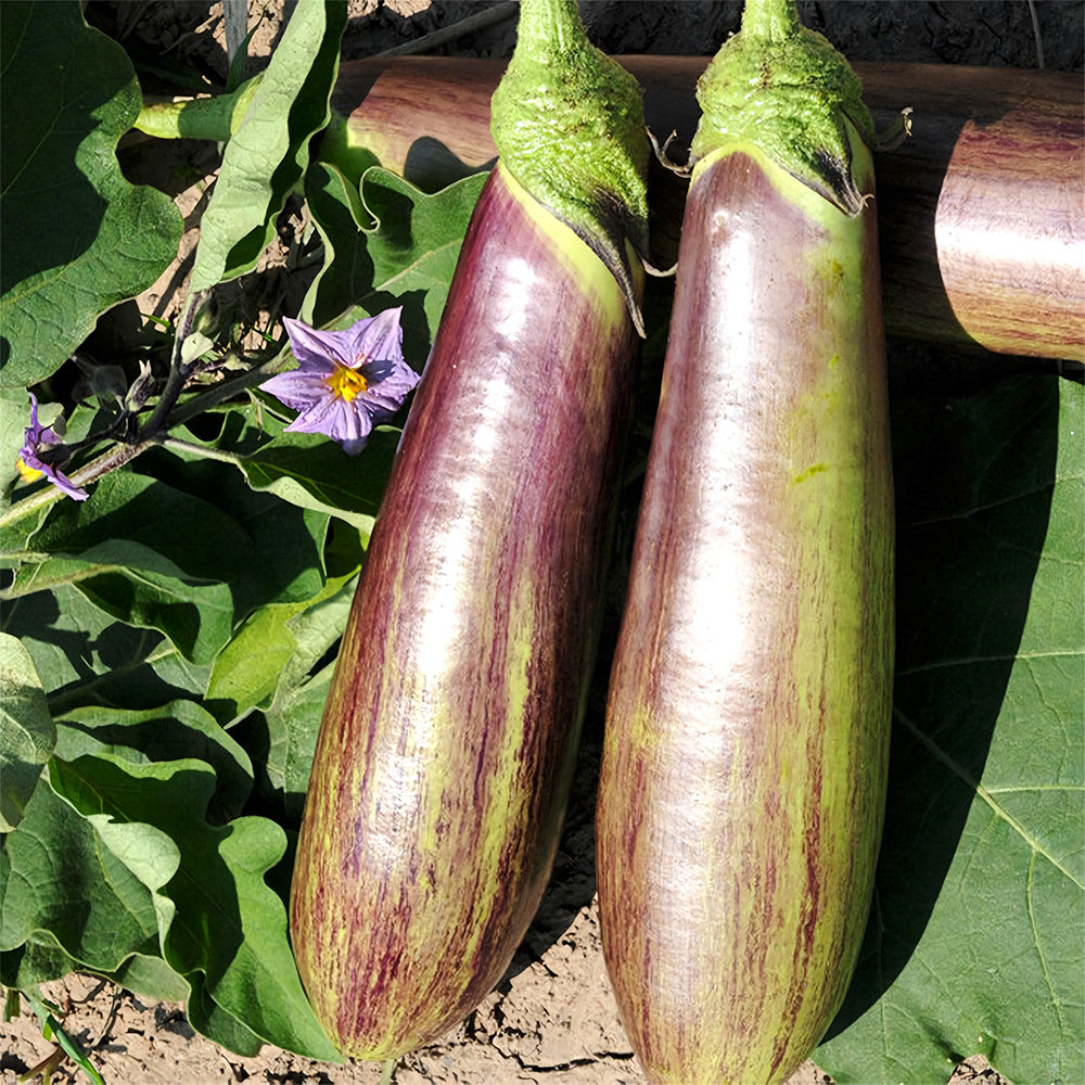 5 Bags (300 Seeds/Bag) of 'Sichuan Bamboo Silk' Eggplant Seeds