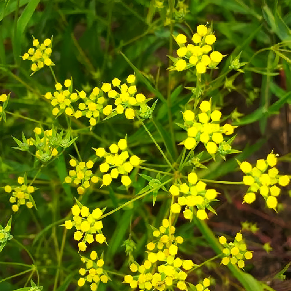 Bellfarm® Bupleurum chinense Seeds