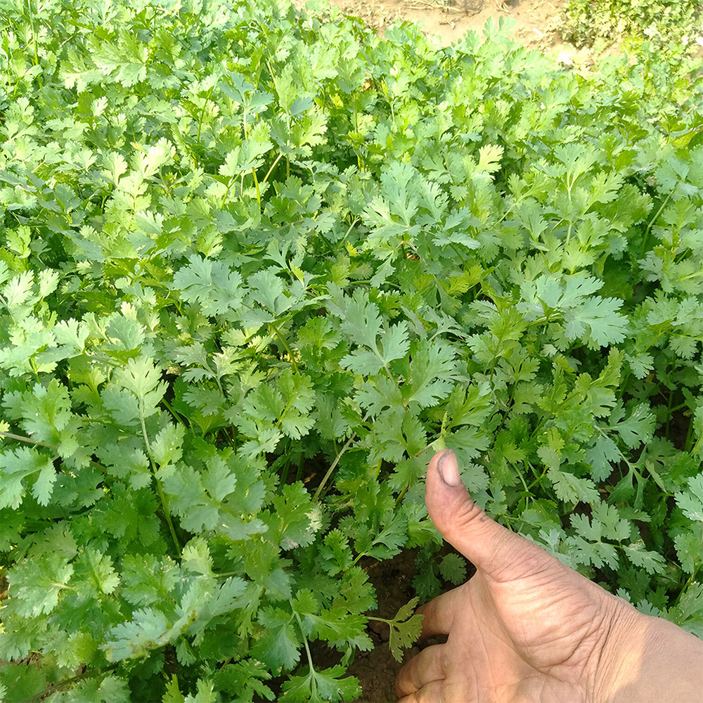 Jingyan® Fast-growing Coriander Seeds