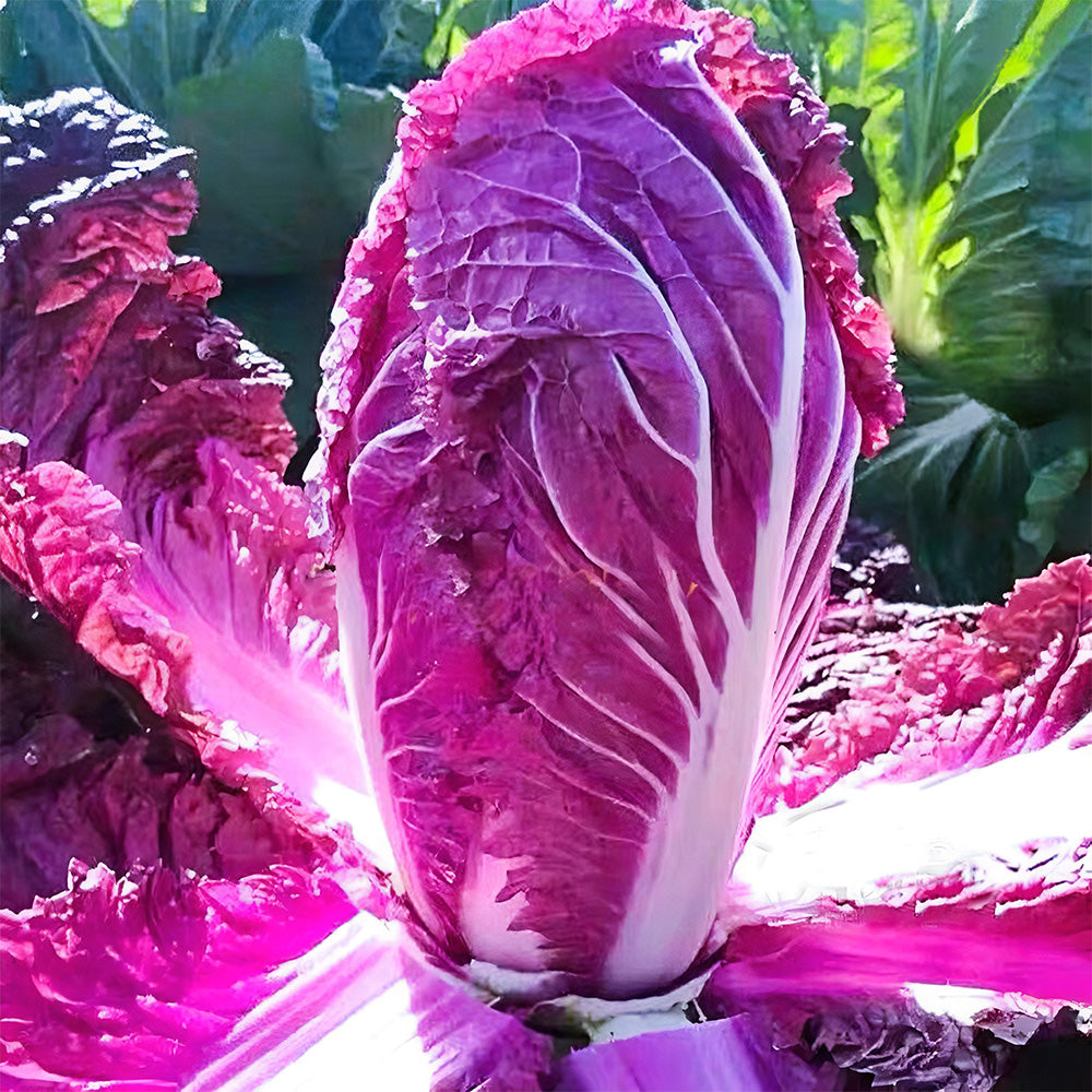 Jingyan® Red Napa Cabbage Seeds