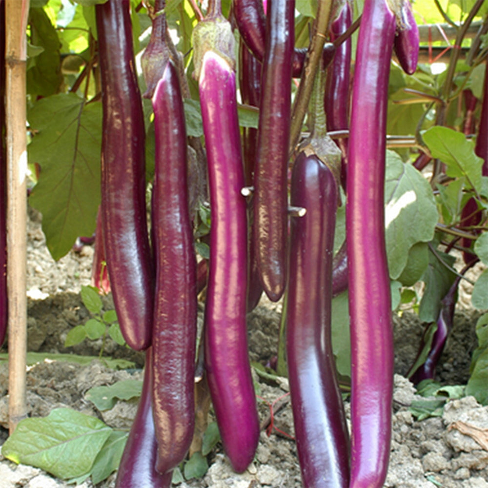5 Bags (100 Seeds / Bag) of 'Hang Zilong' Series Purple Eggplants