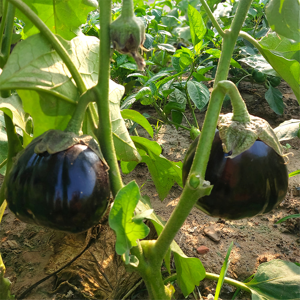 5 Bags (200 Seeds/Bag) of Black Beauty Eggplant Seeds