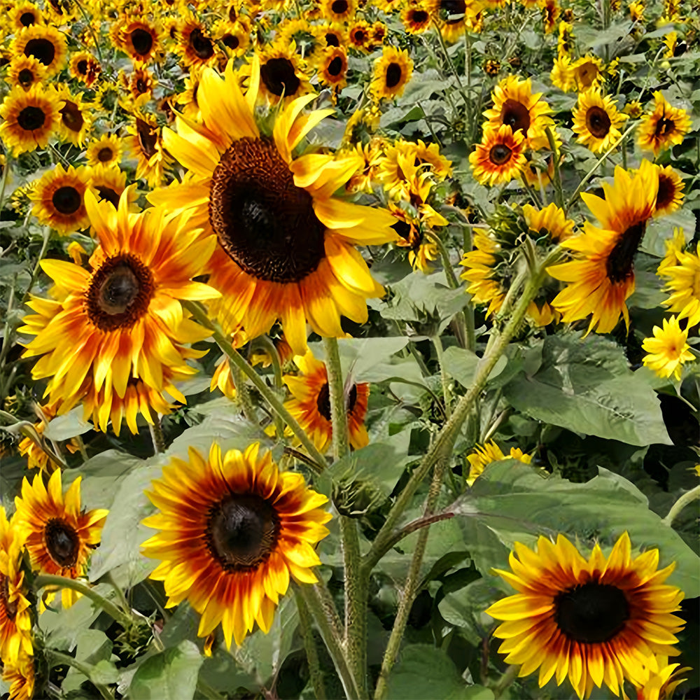 Bellfarm® Bi-Colour Sunflower Seeds (90cm)
