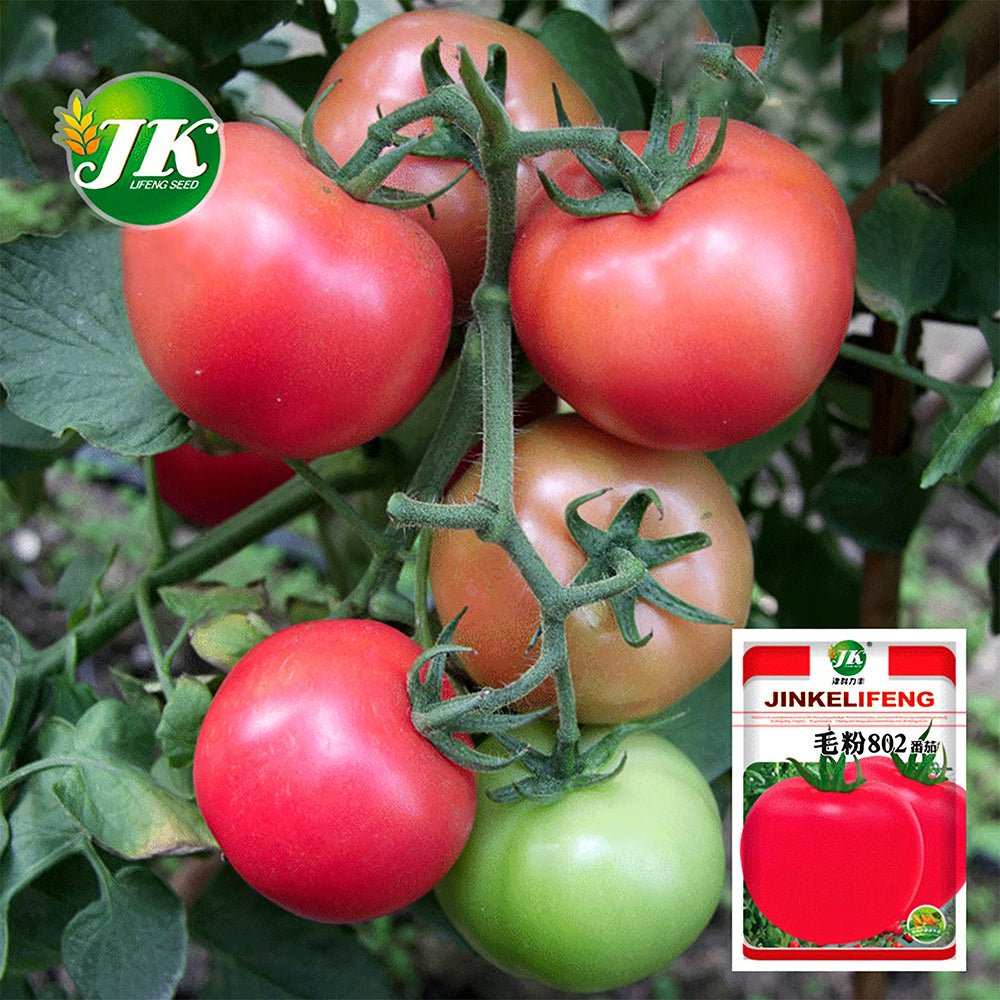Elegance in Pink: 5 Bags (200 Seeds / Bag) of 'Fluffy Pink 802' Tomatoes