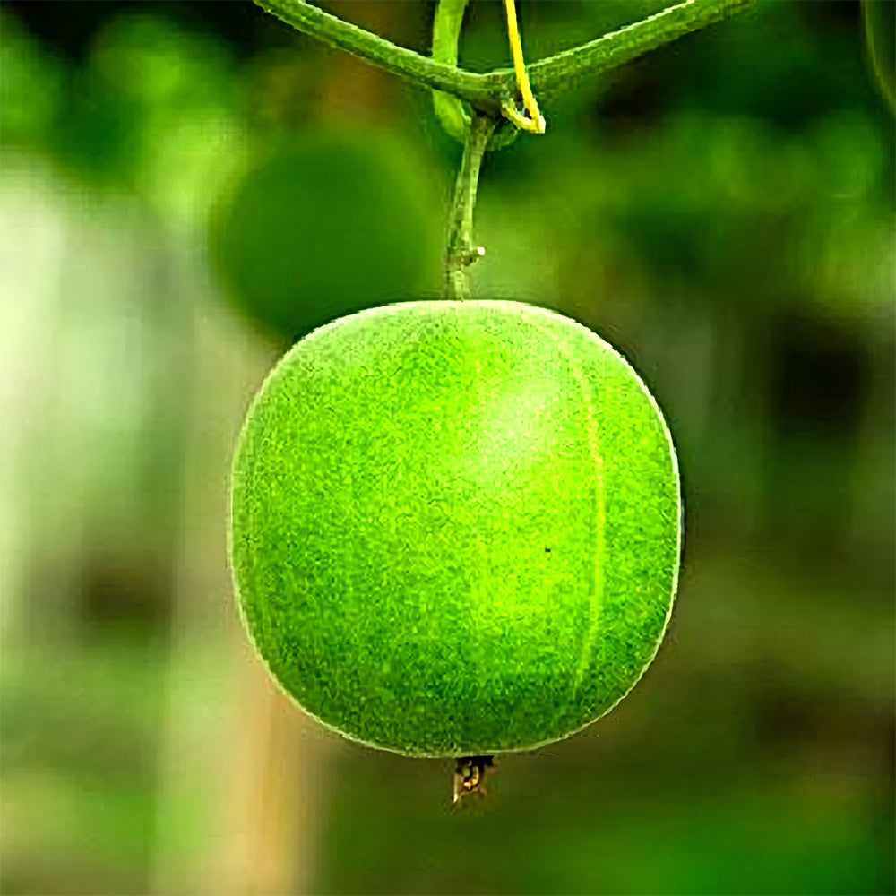 Bellfarm® Monk Fruit Seeds, Pack of 10 Seeds