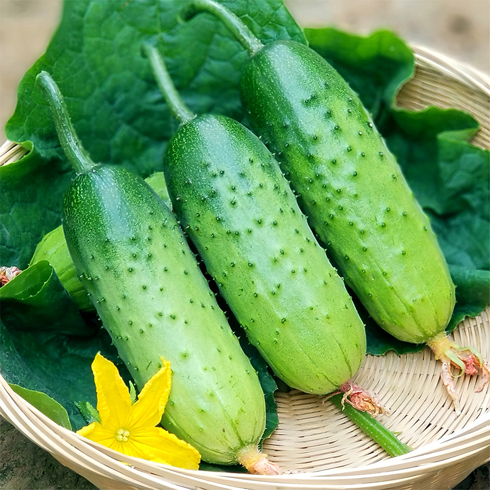 Cucumbers Short Rod with Thorns – MUCIAKIE