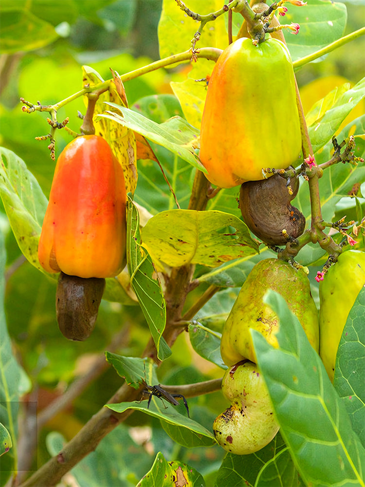 Cashew Tree