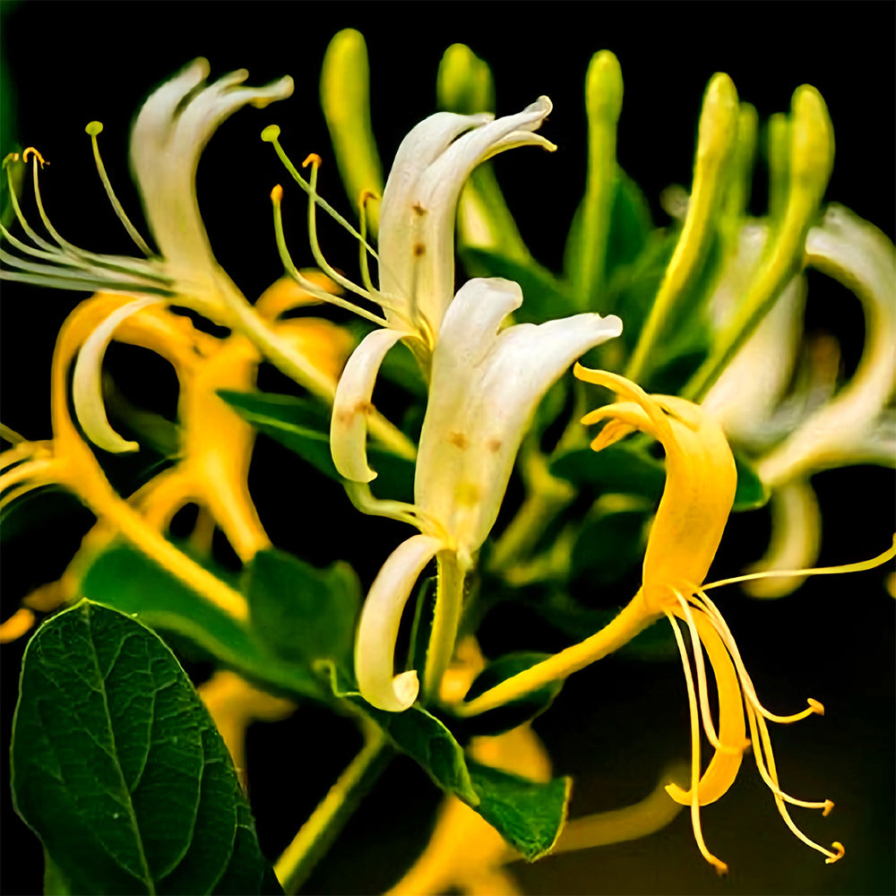 Bellfarm® Chinese Honeysuckle Seeds