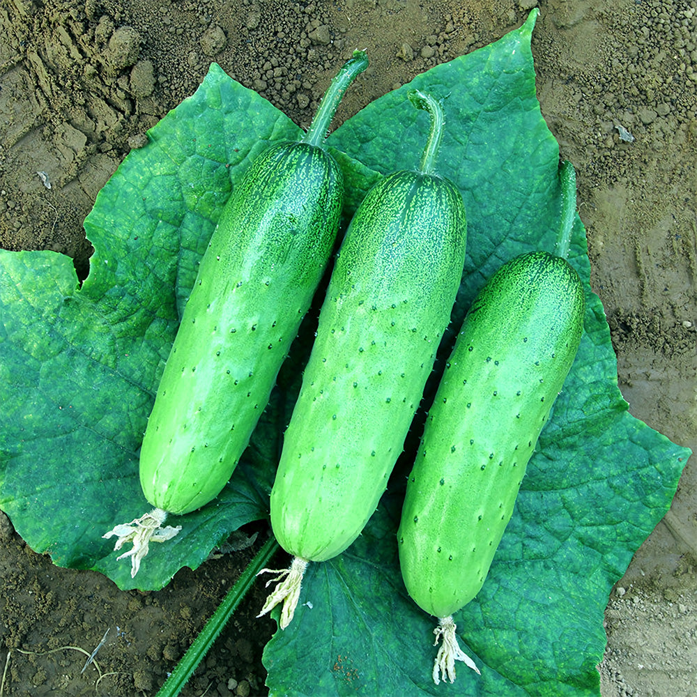 Lazy Gardener's Delight: 5 Bags (60 Seeds/Bag) No-Stake Climbing Cucumbers