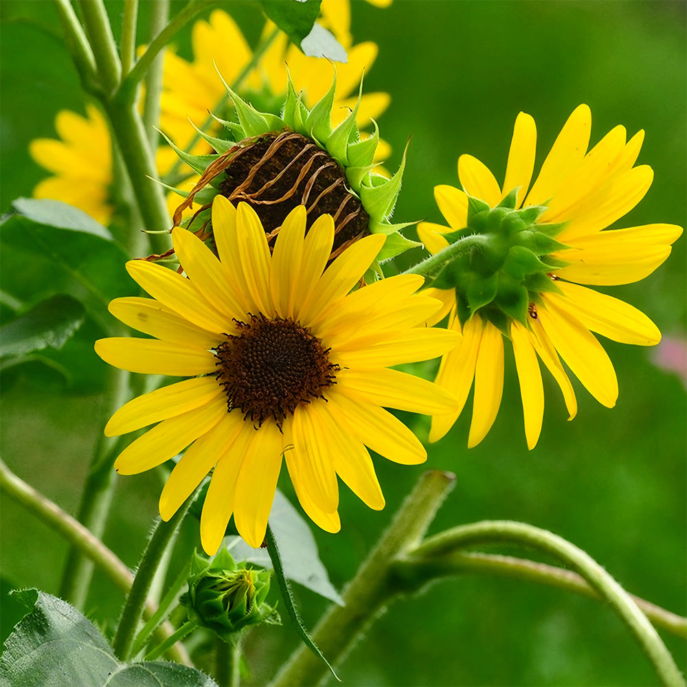 Gold Rush Sunflower Seeds (120cm)
