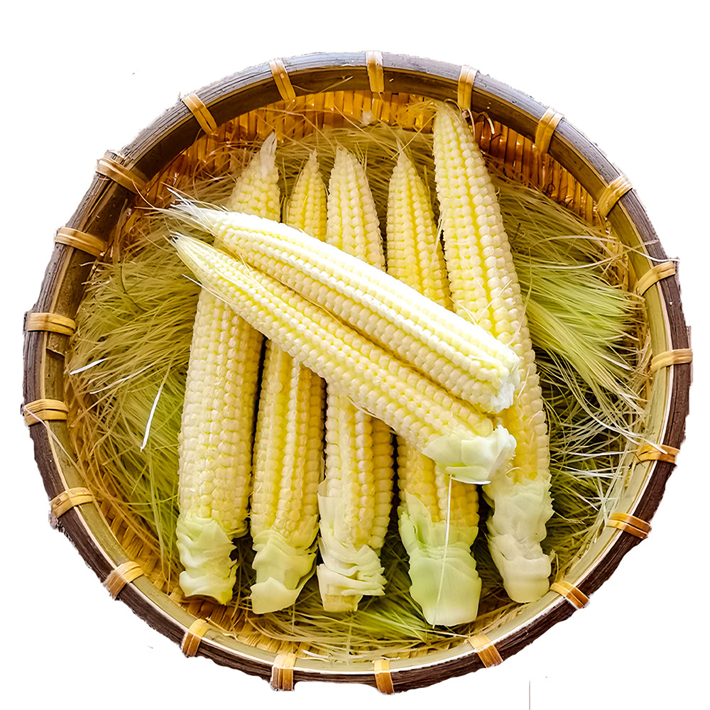 Take Your Crop to the Next Level: 50 F1 Sweet Baby Corn Seeds