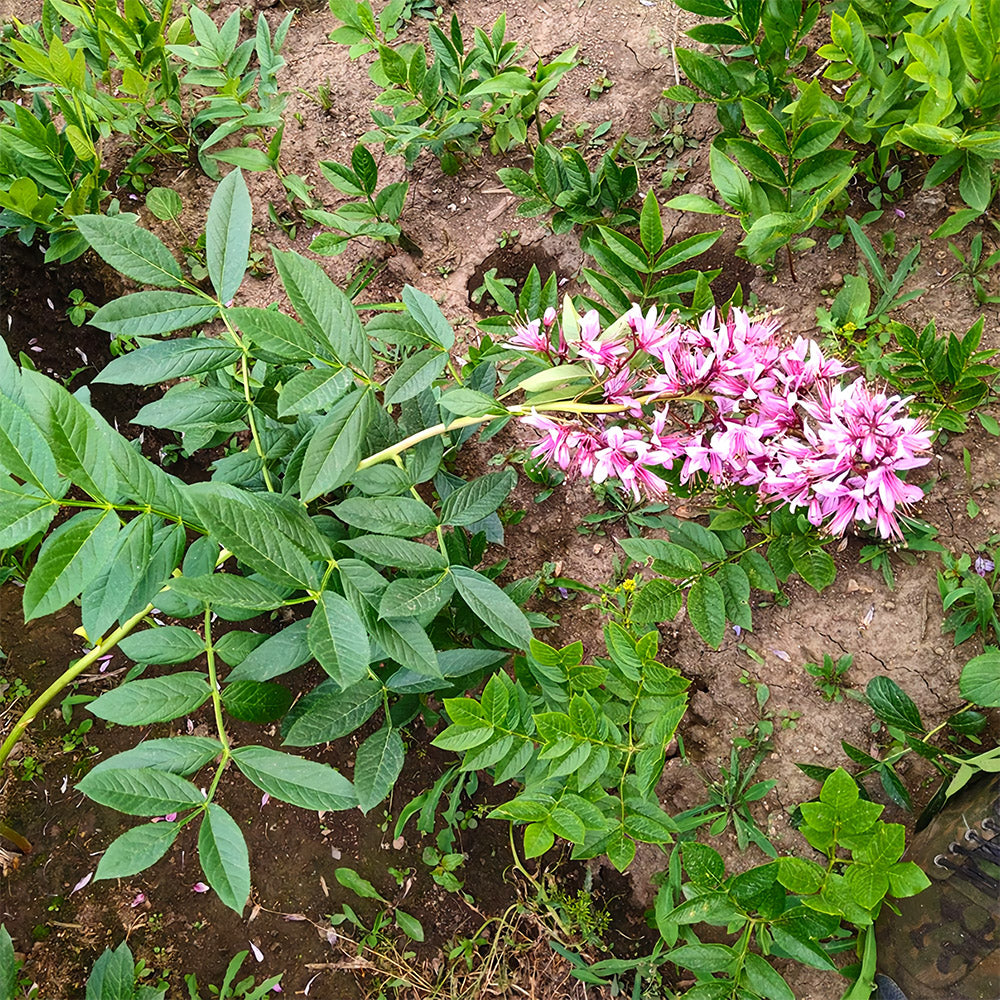 Bellfarm® Dictamnus albus Seeds