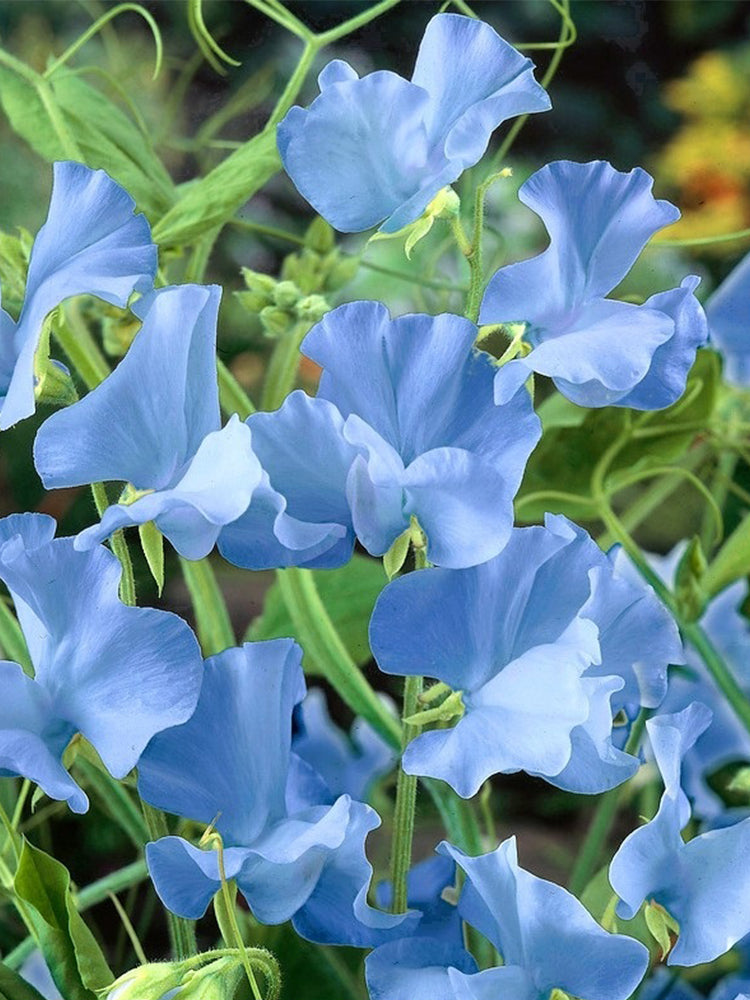 Tall Sweet Pea, Blue