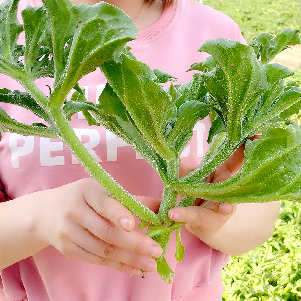 Crystalline Ice Plant Vegetable Seeds
