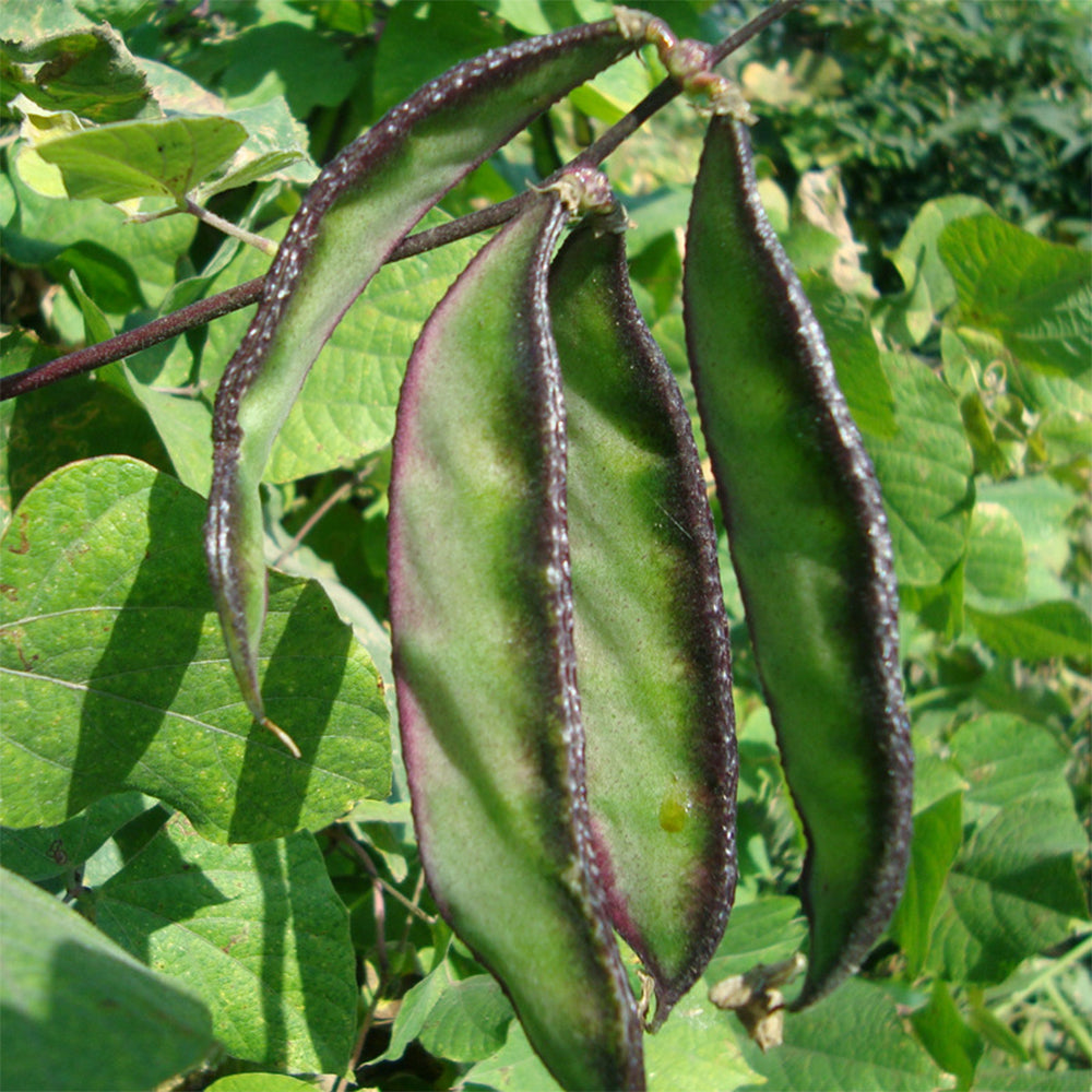 Dazzling Garden Additions: 5 Bags (10 Seeds / Bag) of Purple-Green Hyacinth Bean