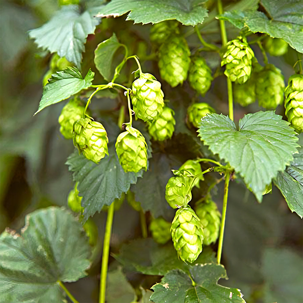 Grow Your Own Hops: 10 Seeds of the Humulus lupulus Vine Plant