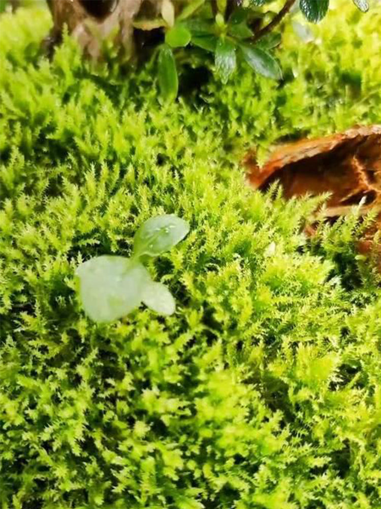 Short-stemmed Moss