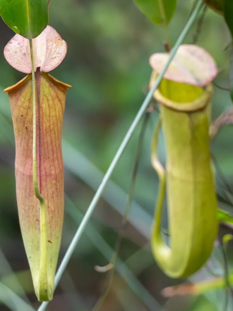 Nepenthes mirabilis Seeds Mixed