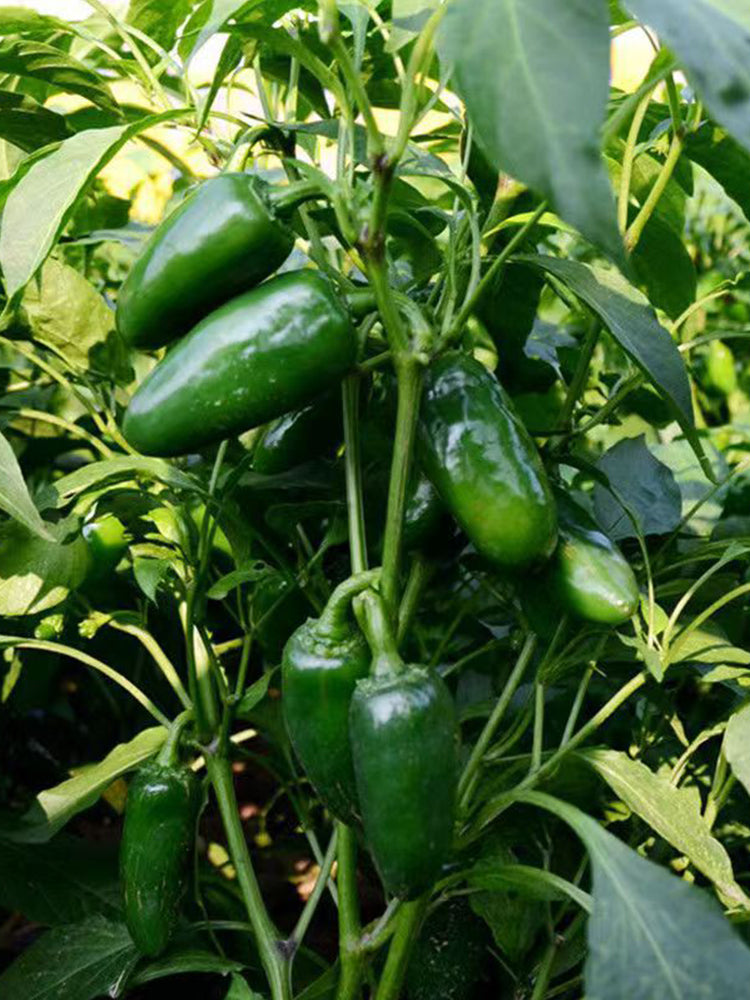 Jintai Hongjiao Chili
