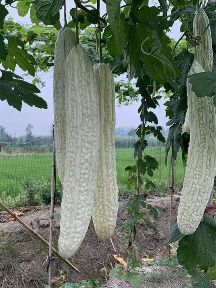 White Jade Bitter Gourds