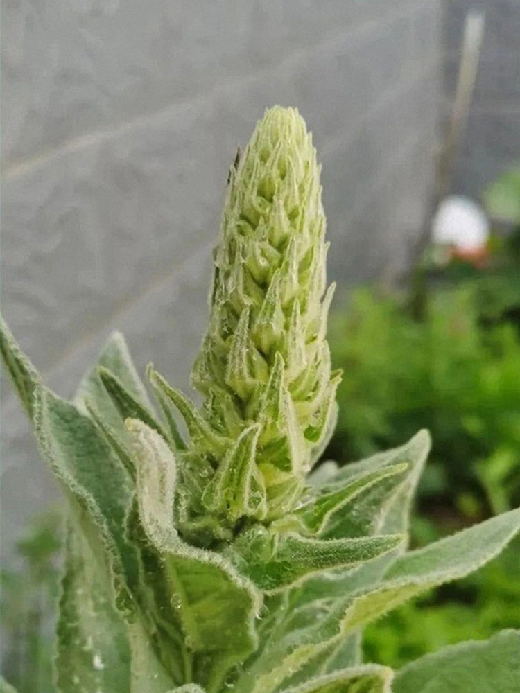 Mullein (Verbascum Thapsus)