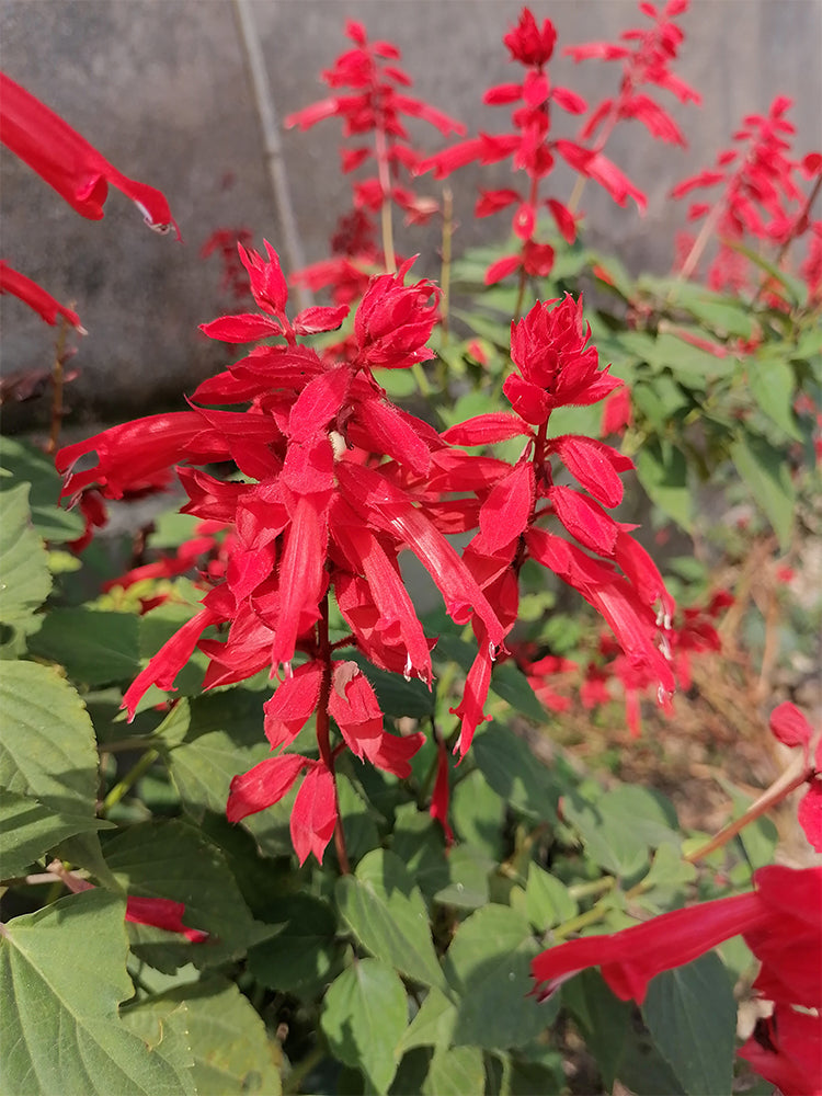 Scarlet Sage (Salvia splendens)