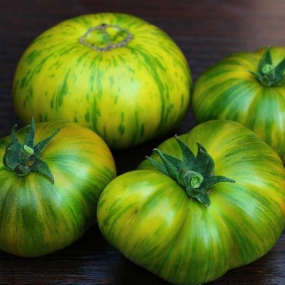 734 Delta Moss Dwarf Tomato