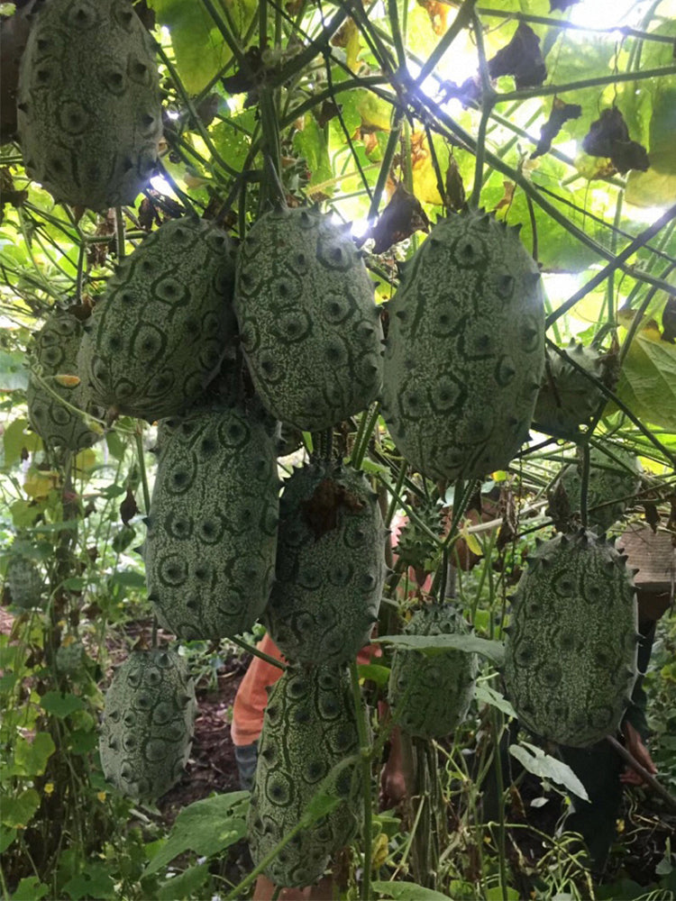 Kiwano Melon
