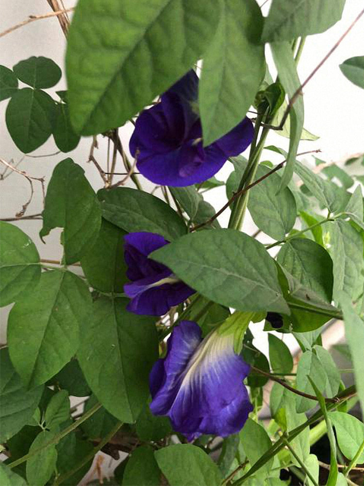 Butterfly pea (Clitoria ternatea 'Pleniflora')