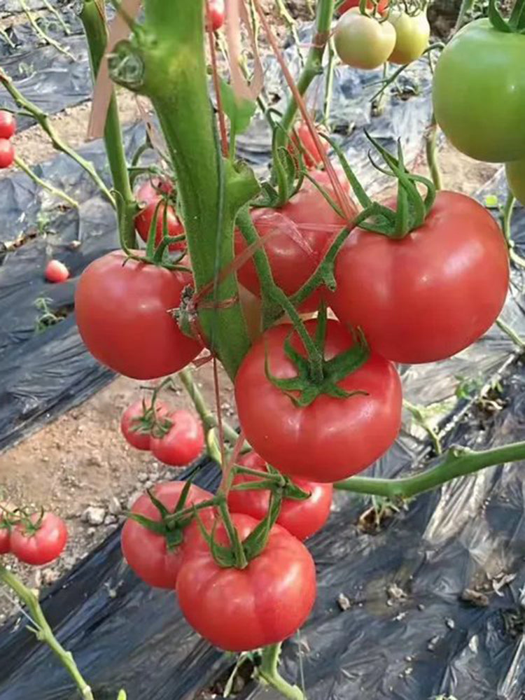 Gemjet No.5 F1 Tomato