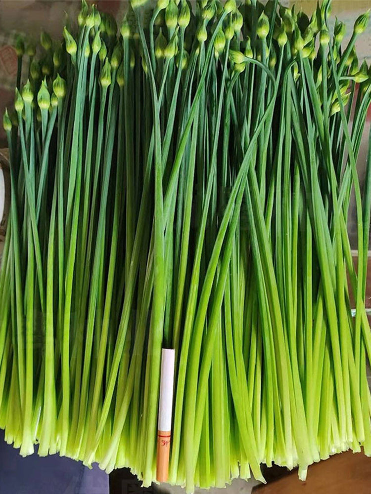 All-Season Garlic Chive Stalk