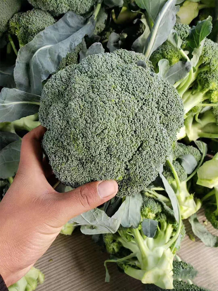 Japanese Broccoli (Brassica oleracea var. italica)