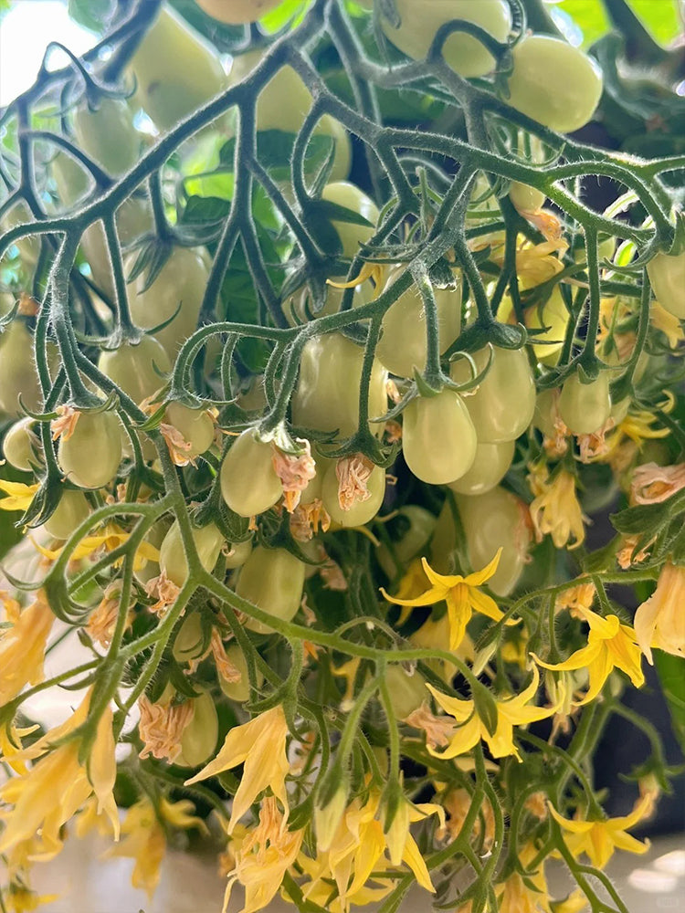 Eden No.1 Cherry Tomatoes