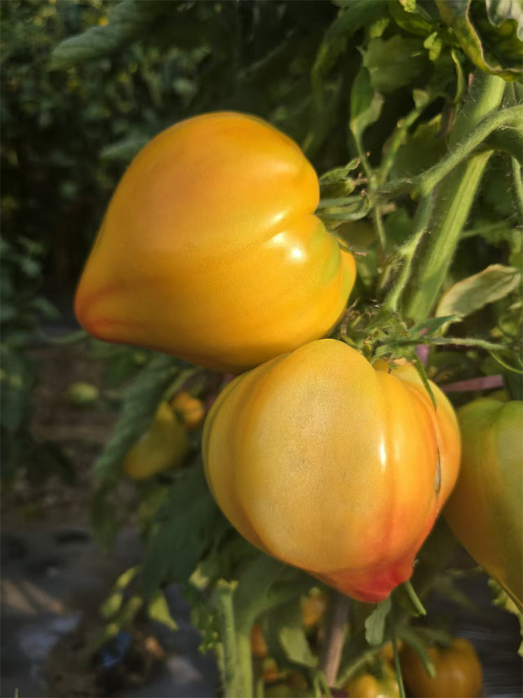 Fairy Rainbow Tomato