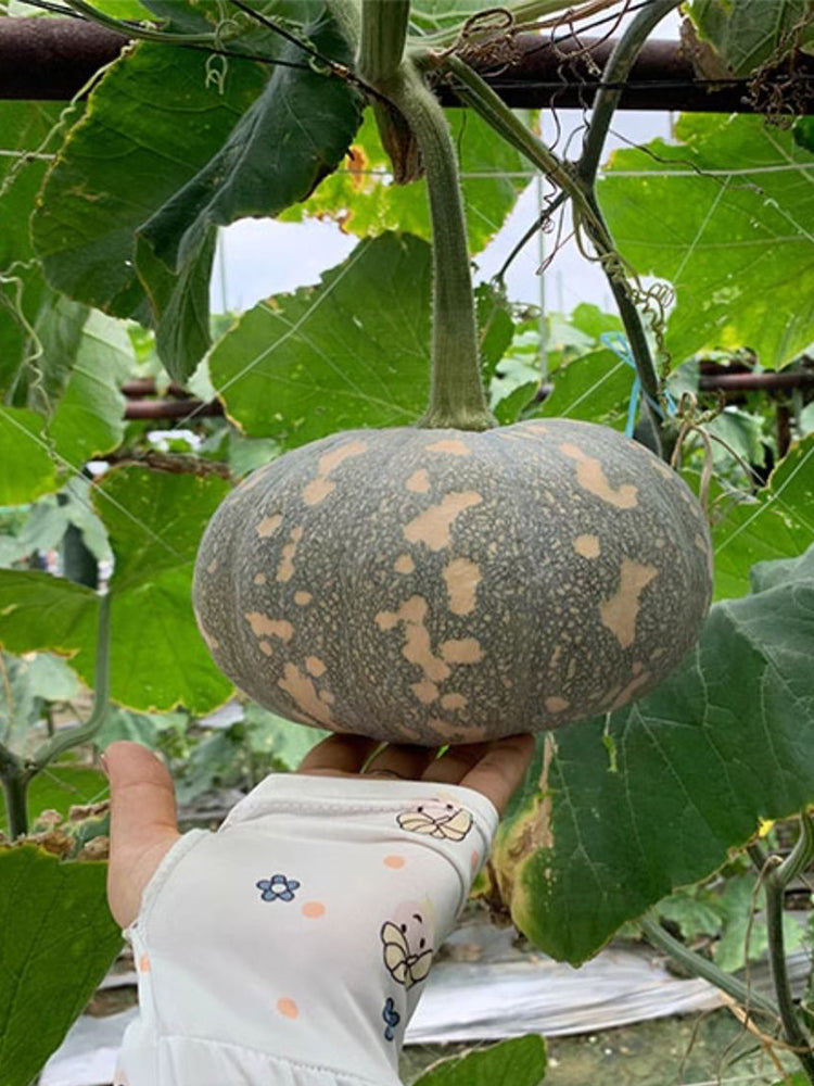 Xiangmi Small Pumpkins