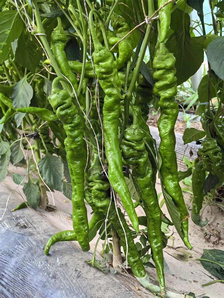 Qinglong Spiral Peppers